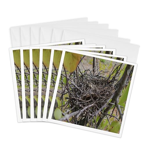 Cartes de vœux vierges de 15,2 cm 3dRose au motif oiseaux artistique