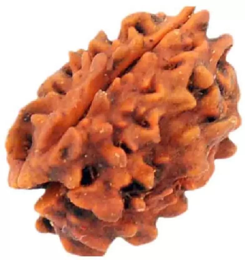 shivtantra Three mukhi Rudraksha Natural Quality Bead Original, Certified Rudraksha for Men and Women, Color Brown and Puja Instructions13-picture-26