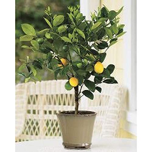 AchmadAnam - Tree - Improved Meyer Lemon, 4-5 Year Old (3.5-5 Ft), Potted