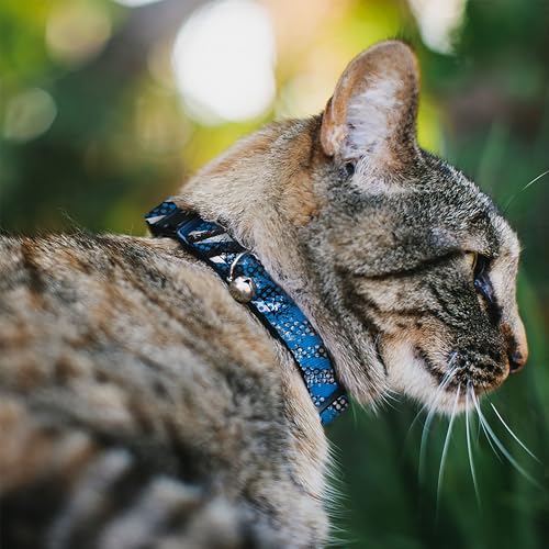 Collar para Gato con Cierre de Seguridad Ajustable 3