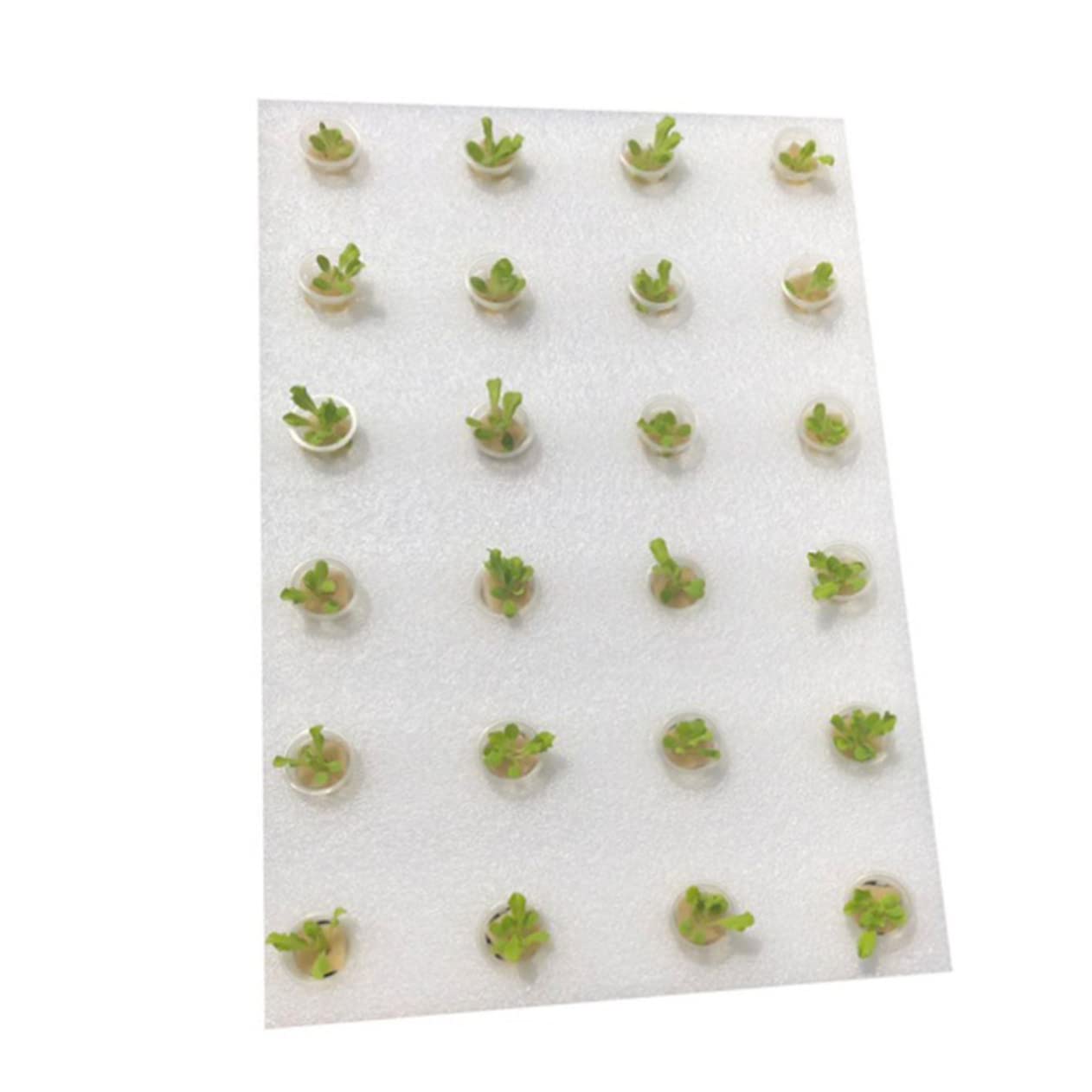 Yardwe Plaque de Plantation Flottante en Éponge 40 Mm pour Culture Hydroponique en Serrage, avec 24 Paniers Filet et 24 Éponges Cylindriques, Kit sans Terre pour Semis et Légumes