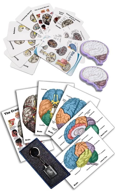 Human Brain Anatomy Model Doctor Psychology Graduation Gifts for Him Her, 3D Laser Etched Crystal Cube Brain Figure keychain Science Biology Gift with Colorful Pocket Chart, sticky notes and more