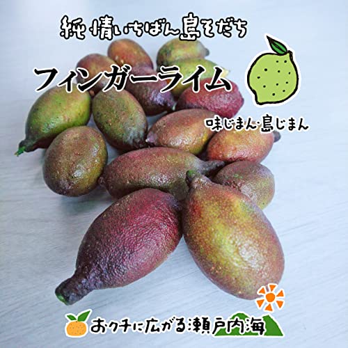 希望の島 フィンガーライム 家庭用 小玉 愛媛 中島産 国産 キャビアライム フルーツキャビア ブッシュキャビア ブッシュライム 柑橘 果実 生食用 青果 実 生果 (100g)