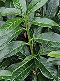 Säulen-Kirschlorbeer 'Genolia' ®