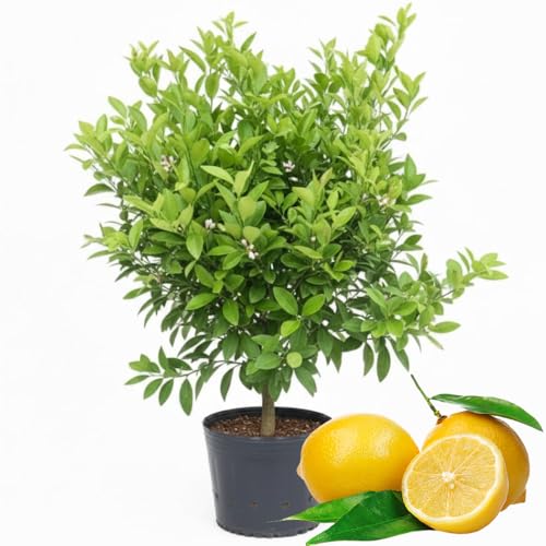 Dwarf Meyer Lemon Tree Live Plant in 2 Gallon Pot, 2 to 3 Feet Tall, Fragrant Citrus Tree for Outdoor or Patio Container Growing, No to CA