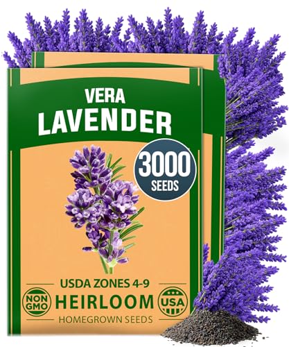 HOME GROWN Non GMO English Lavender Seeds 3,000+...