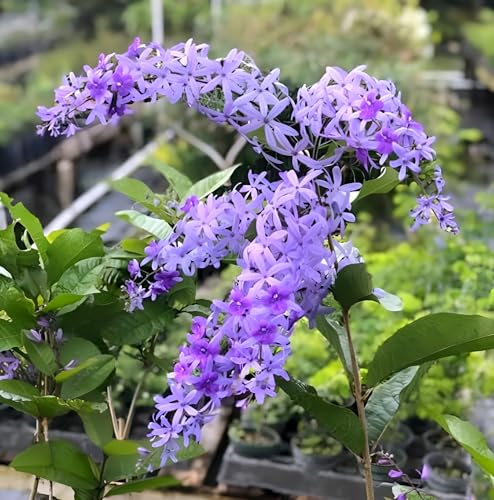 HIDDEN ENTERPRISE Sandpaper Live Vine Plant (Nlimoni Lata) for Outdoor Plants For Balcony & Home Garden | Rare Flowering Climbing Plant Without Pot | Fast-Growing Decorative Live Plant Pack of 1