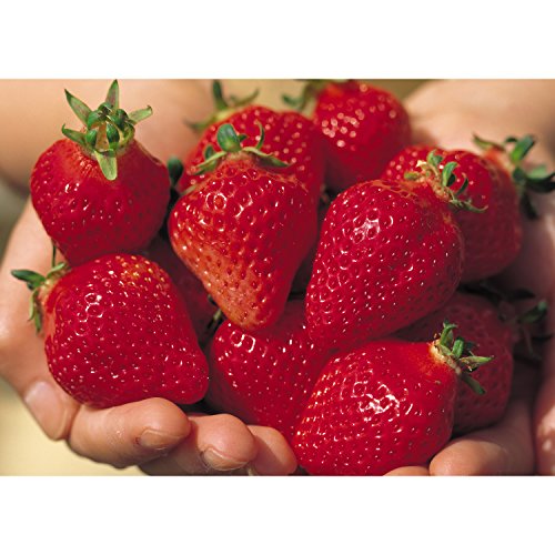 篠崎 あまおう梅酒 500ml