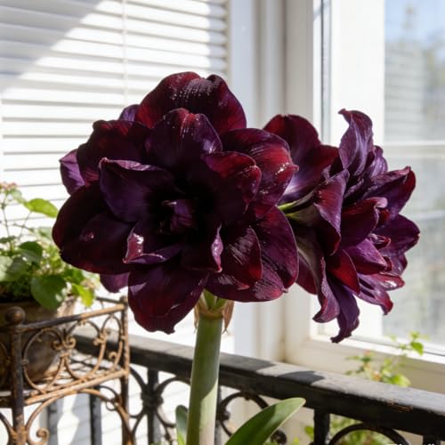 Amaryllis Bulbi Perenni/Amaryllis Rari Eleganti per Giardino e Piantagione/Amarillide facile da coltivare-e-1 rizoma