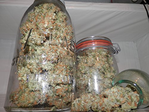 Aromatic Cannabis Cultivation: Growers Guide to Great Ganja (English Edition)