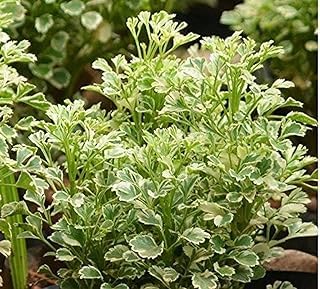 Anuraj farms Geranium Aralia Variegated Indoor plant Polyscias Guilfoylei.Air Purifying Aralia Snow Top housePlant with Pot (B0CR1HVZP8) Amazon Price History, Amazon Price Tracker
