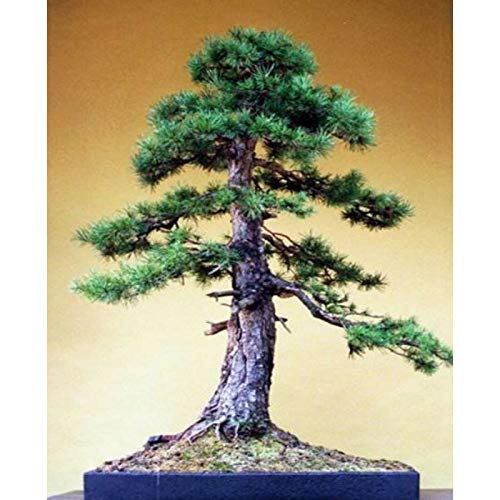 Kweek je eigen Schotten Pine Bonsai Boom Kit - Indoor Tuinieren Verjaardagscadeau - Afbeelding 6