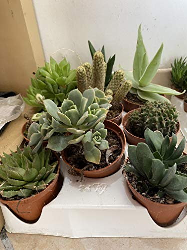 Piante grasse vere assortite,comuni e non comuni