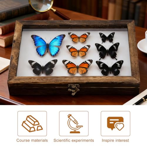 Image of Gatuida Insect Display Box Clear Top Specimen Storage Frame for Butterfly and Bug Collection Wooden Display Box with Mat Desktop Decor for Insect Specimens and Small Keepsakes