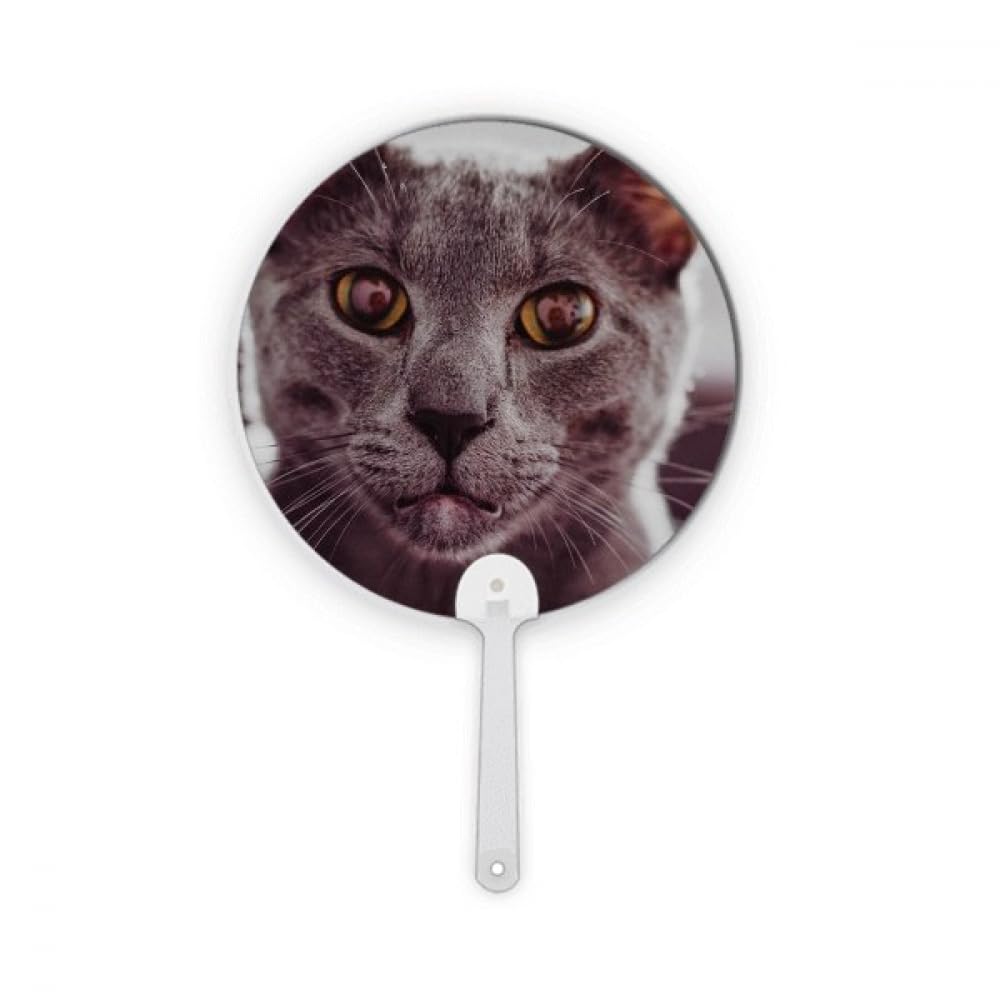 Rond en plastique gris chat photographie accessoire de décoration pour studio