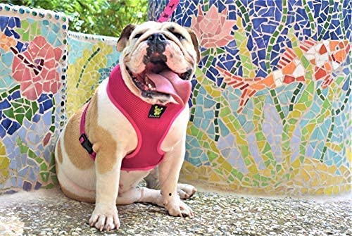 Ecobark Dog Harness - Eco-Friendly Max Comfort Harnesses - Luxurious Soft Mesh Halter - Over The Head Harness Vest- No Pull And No Choke Chest Body Collar For Medium & Large Breed Dogs (Pink, Xl) #TOP3