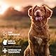 AniForte Fellharmonie Hundeshampoo Sensitiv mit Aloe Vera 200ml – Für leicht kämmbares Fell & Vitale Haut, Pflegeshampoo für Sensible Hunde, frei von Farbstoffen & Parfum