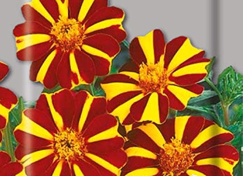 Seeds Marigolds Tagetes Madjestic Flower Balcony Annual Outdoor Garden Cut Flowers For Planting Non Gmo #TOP5