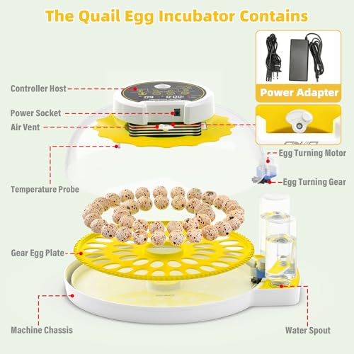 Image of Quail Egg Incubator for Hatching Eggs with Automatic Egg Turning and Humidity Control, 40 Quail Eggs Capacity Brooder Poultry Incubators, Also for Partridge, Parrot, Pigeon, and Other Types of Bird