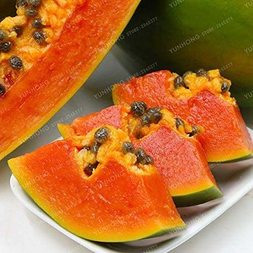 ANVIN Seeds Package: G : Red Lady Papaya Seed, Very Sweet Flesh G,G, G, G, Papaya Seeds