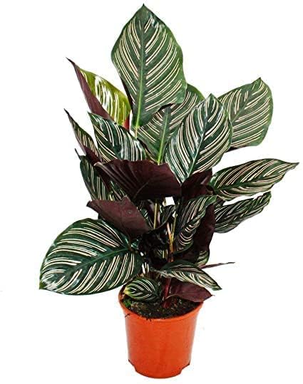 See full amazon price history chart for Greenursery Dwarf Maranta Regalis Calathea Ornata Live Plant Striped Pinstripe Species Perennial Prayer Plant (Pack of 1) Greenursery Dwarf Maranta Regalis Calathea Ornata Live Plant Striped Pinstripe Species Perennial Prayer Plant (Pack of 1) (B0CRH7TSLN) Amazon Price History, Amazon Price Tracker