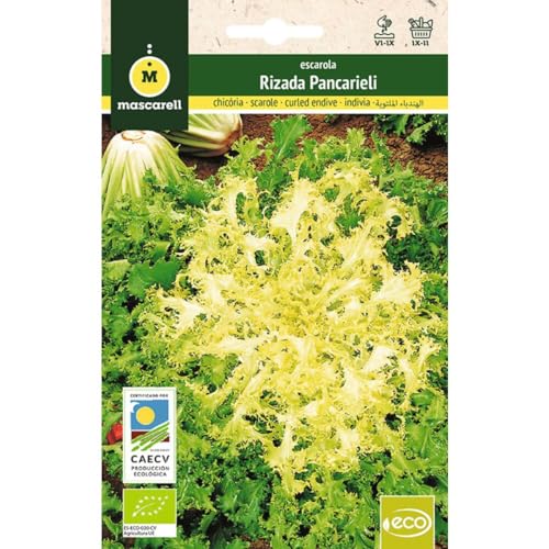 Mascarell Semillas, ESCAROLA RIZADA PANCARIELI, Semillas Ecológicas, 5 Gramos