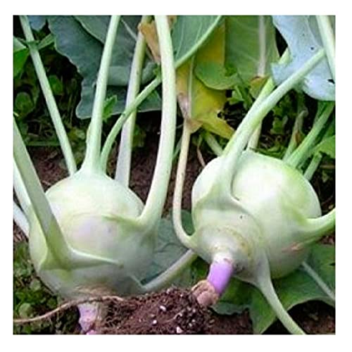 300 Early White Vienna Kohlrabi Seeds for Planting Non GMO Heirloom Seeds Instant Latch Fresh Garden Seed
