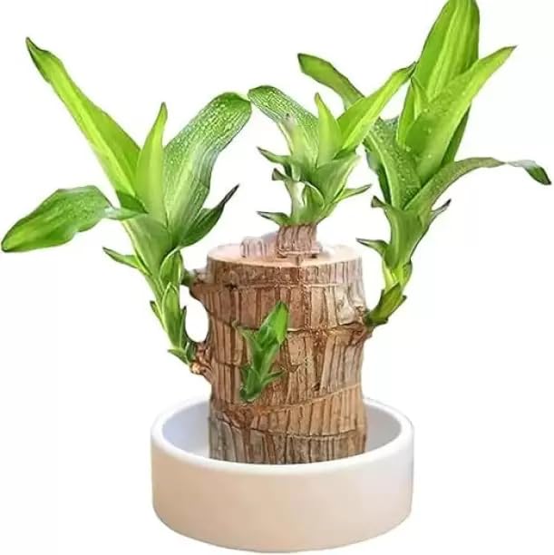 Amazon Brand - ROSEWELL TRADERS Brazilian Lucky Bamboo Live Plant | Good Luck Plant | Lucky Brazil Wood Plant | Healthy Indoor Feng Shui Plant for Home Decor (Brazilian Lucky Bamboo)(Without Pot) (B0DGXM9VYV) Amazon Price History, Amazon Price Tracker