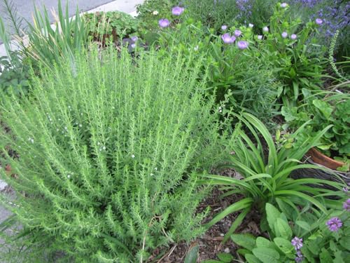 2 Winter Savory Plant in 2.5-inch Pot, Live Perennial Herb