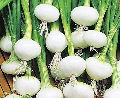 100 Barletta Onion Seeds Allium Cepa Heirloom Vegetable Seeds #TOP29