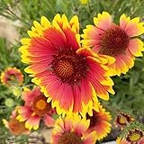 Luojuny Semillas de Gaillardia Pulchella, 100 Unids/bolsa Hermosas Prolíficas Llenas de Vitalidad Plántulas Saludables de Gaillardia Pulchella para Balcón Gaillardia pulchella Foug semillas
