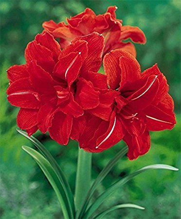Kraft Seeds by 10CLUB Amaryllis Lilly Double Red Flower Bulb (Pack of 2) (B06XXGCZW2) Amazon Price History, Amazon Price Tracker