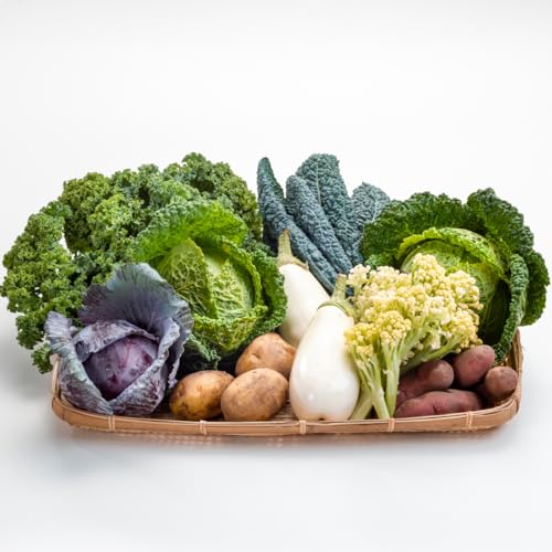 嬬恋産 季節の 西洋野菜 詰め合わせ 先行予約 2025年発送 産地直送 野菜 野菜セット 旬の野菜 [AG001tu]