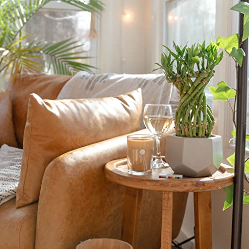 Votivo 6.8Oz Aromatic Soy Blend Highly Fragranced Home Decor Jar Candle-Bamboo Leaf thumb #5