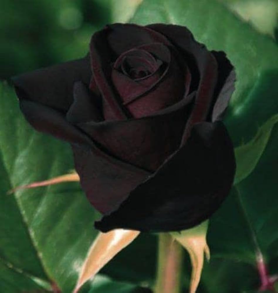 black rose plant indoor for home pack of 1 (B0CL7V35TB) Amazon Price History, Amazon Price Tracker
