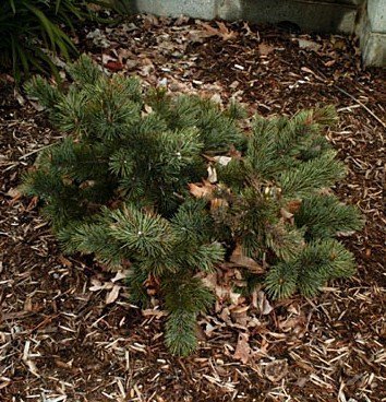 New Fresh 20pcs semi di pino verde Bristlecone