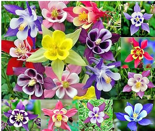 McKana Giant Hybrid Columbine Seeds - A Favorite Perennial Wildflower