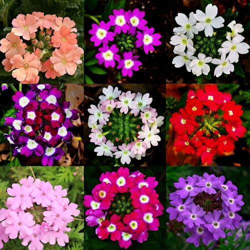 Mixrug Mixed Verbena Seeds for Planting, 1500pcs Perennial Creeping Ground Cover Verbena Flower Seeds, Non-GMO Heirloom Flowers Open Pollinated Beauty Home Garden Plants for Outdoors