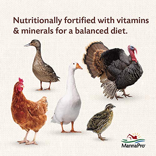 Manna Pro All Flock with Probiotics Crumble | Formulated with Vitamins and Minerals to Support a Balanced Diet | 8 Pounds - Thumbnail 6
