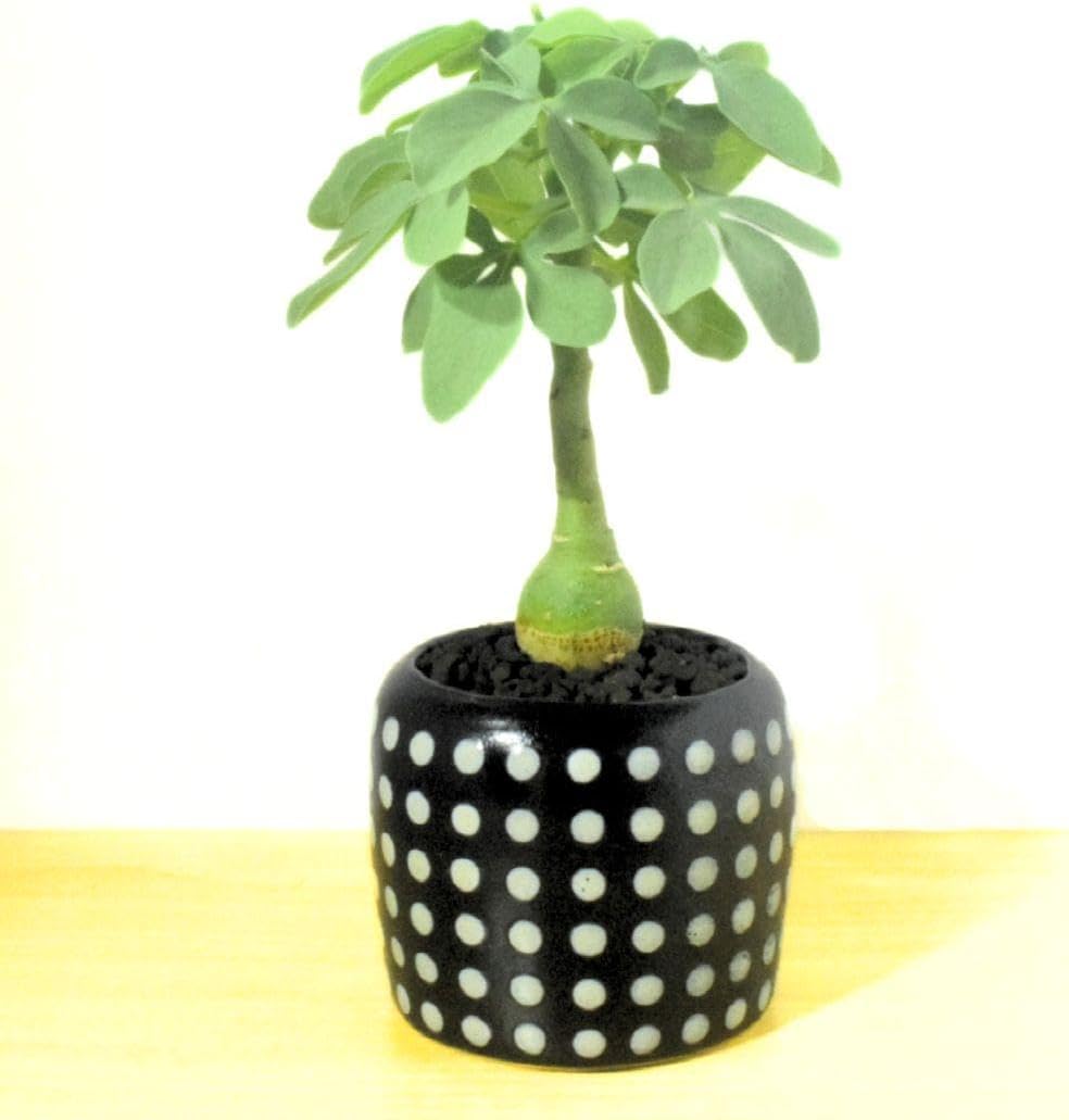 ダブルヘッド アデニアグラウカ 塊根植物 多肉植物 コーデックス