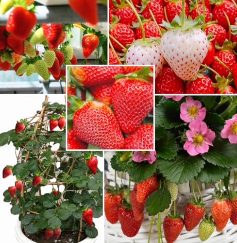 Red Climbing Strawberry Seeds Garden Fruit Seed Sweet and Delicious Everbearing Fruit Plant Home Garden 250Pcs