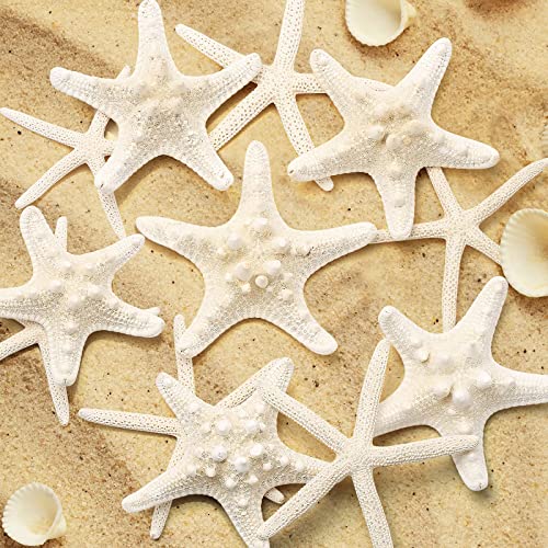 UEIEU 12 PCS Starfish | 2.5-6 Inch Starfish Decor | Natural Bulk Starfish Shells Perfect for Crafts Making Beach Theme Party Wedding Decoration, Home Wall Decor, Christmas Ornaments, Fish Tank - Image 4