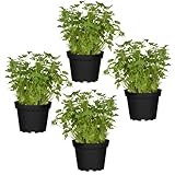 Cuatro Plantas de Perejil - Plantas Premium DECOALIVE - Hierbas Naturales para Huerto Urbano - Plantas Aromáticas