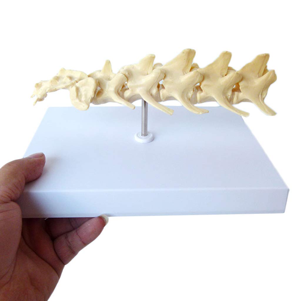 Ernzi Dog Lumbar Vertebra Model - Dog Bones Vertebral Teaching Model - Animal Skeleton Model - For Veterinary Teaching Demonstration For Medical Students