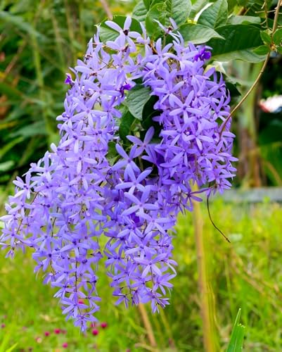Image of Vine Cutting Rare Sandpaper /Nlimoni Lata Flower Outdoor Balcony Cllimbeing Tree Plant For Home Garden pack of 1 (Without Pot)