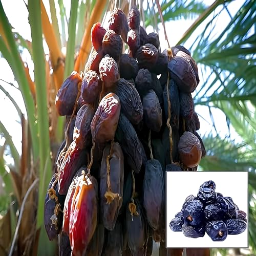 Arabian Dates Tissue Culture Dates plant Arabin Variety Live Healthy Imported Hybrid Quality Plant & Tree Pack of 1 || For home garden plant