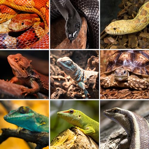 Repti Zoo REPTILE TERRARIUM 36X18X18 Reptile Tanks Enclosure For Ball Python Snake Gecko Bearded Dragon thumb #5