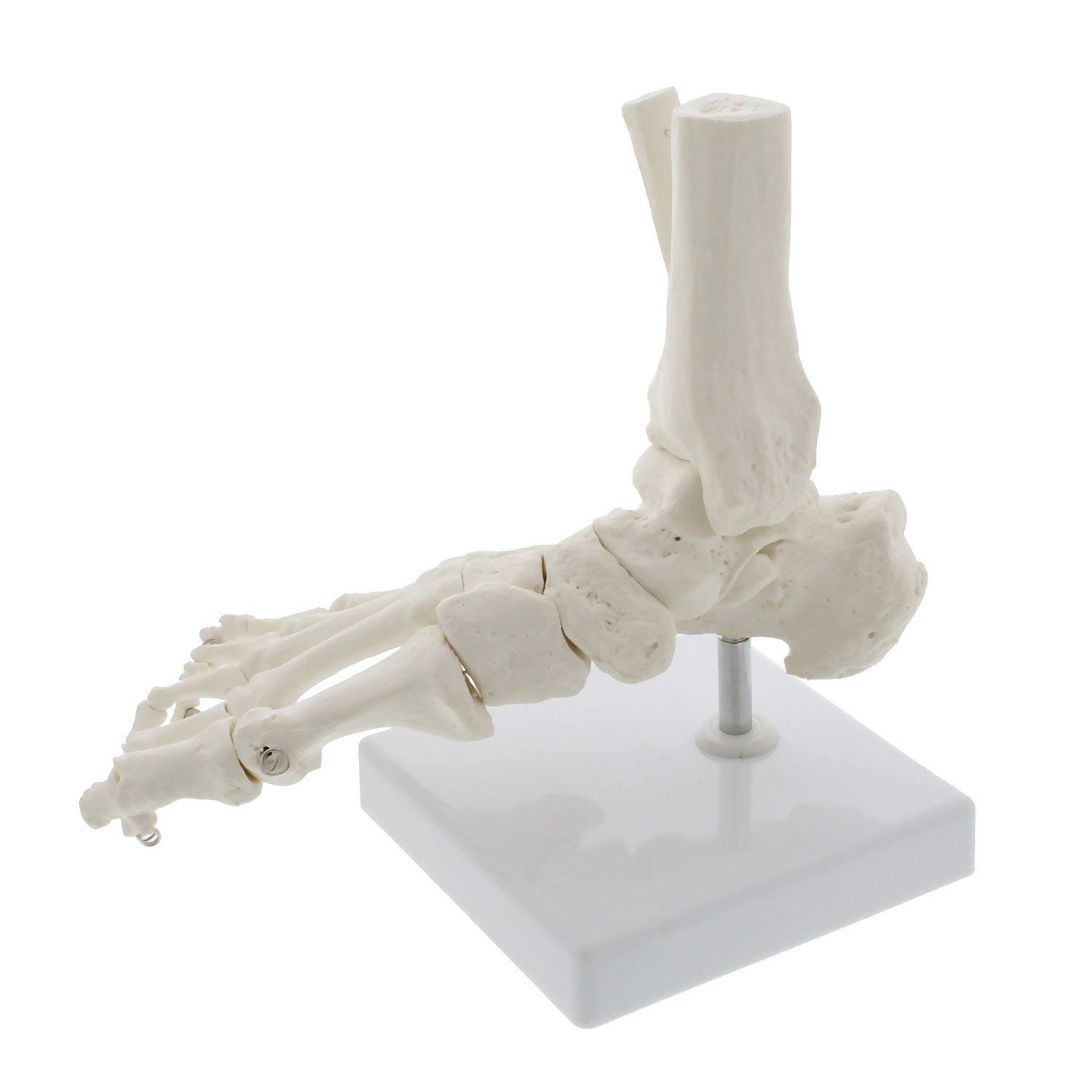 Modèle D'articulation du Pied, Modèle Squelette Humain, Modèle De Pied Et De Cheville Humain, Modèle Anatomique Naturel Anatomique pour L'étude Exposition dans L'étude dans Le