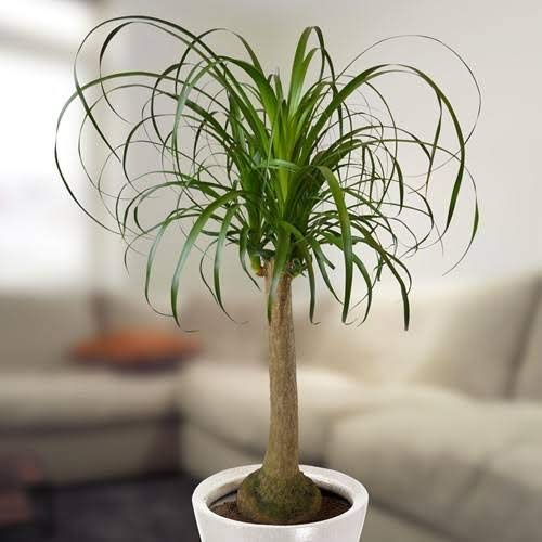 Plants Solutions Ponytail Palm Live Plant with Pot (B08GWKS6SN) Amazon Price History, Amazon Price Tracker