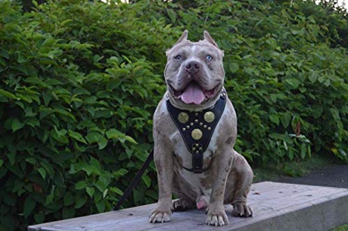 Bestia Genuine Leather Maximus Dog Harness. Big Dogs Only! Cane Corso, Rottweiler, Dogo Argentino, Presa, Mastiff, Bulldog. 100% Leather. Soft Padded Chest Plate. Handmade In Europe! #TOP5